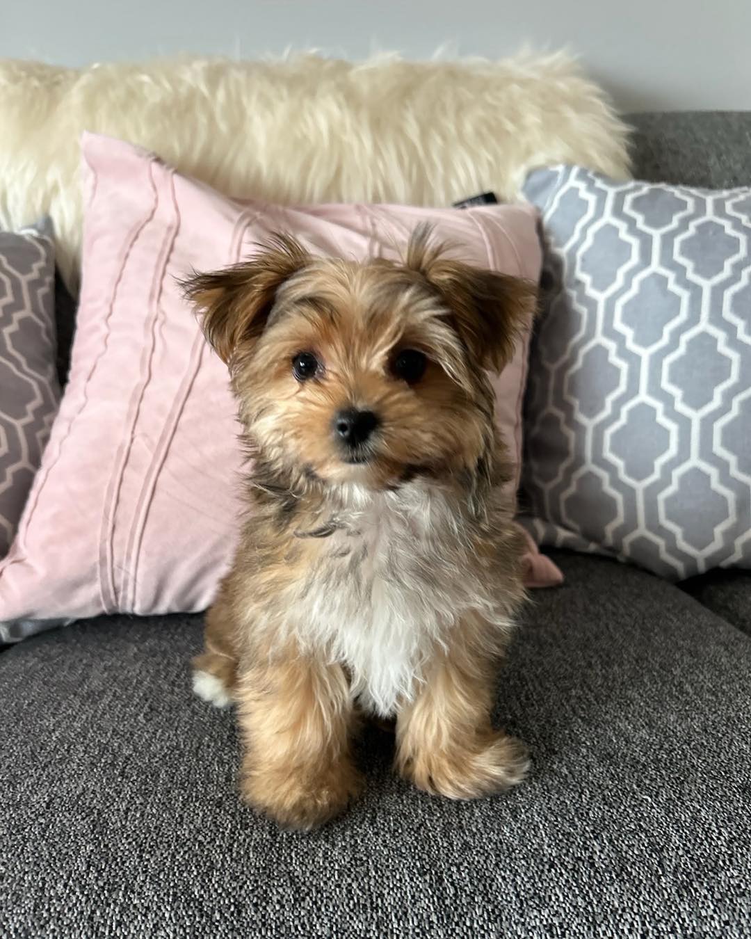 MiniPups Puppy Care