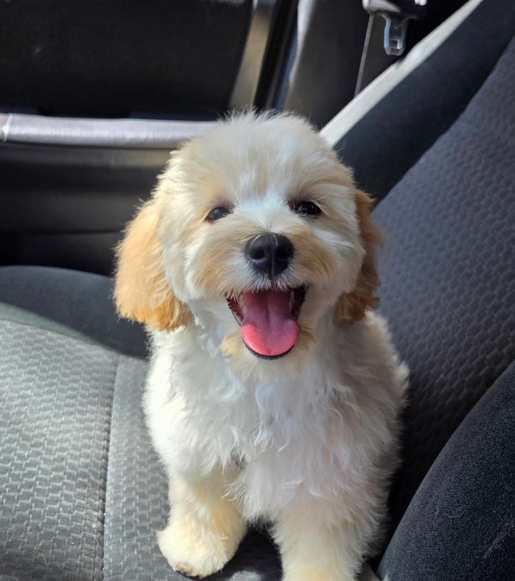Smiling Puppy in Car