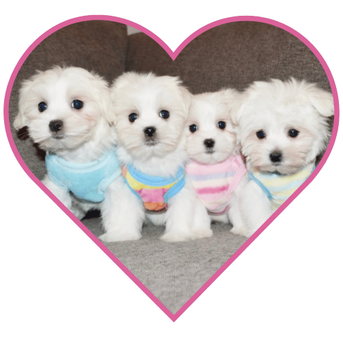4 white pups in a heart