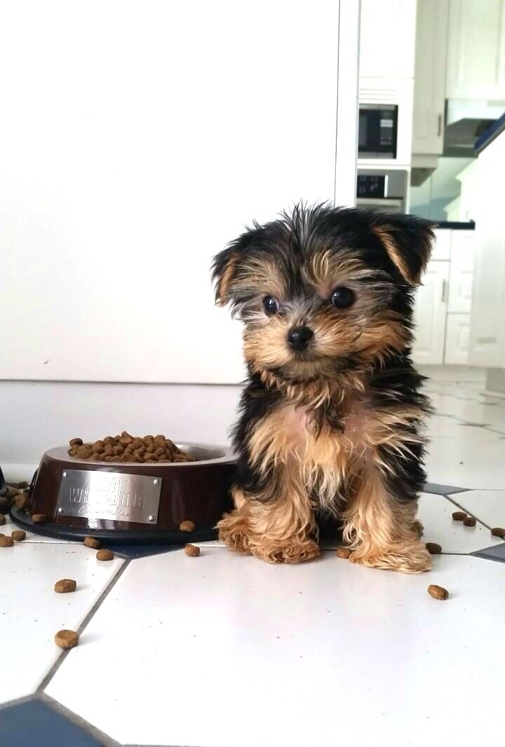 tiny-teacup-morkie Morkie Puppy At Home