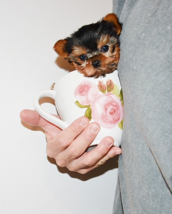 tiny-teacup-morkie Tiny Morkie Pup inside Teacup