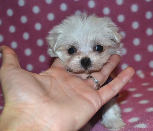 Massari, Singer - Tiny Toy Male Maltese Puppy, Toronto, Ontario