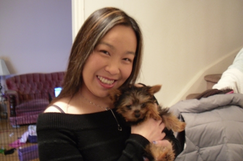 Tiny Toy Teacup Yorkie Puppy, Markham 