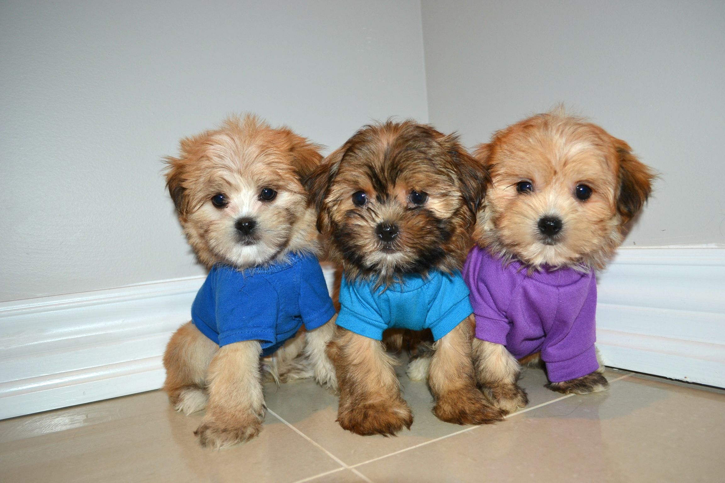 Puppies for Sale - Morkies, Maltese, Yorktese, Malshi, Teacup Pups