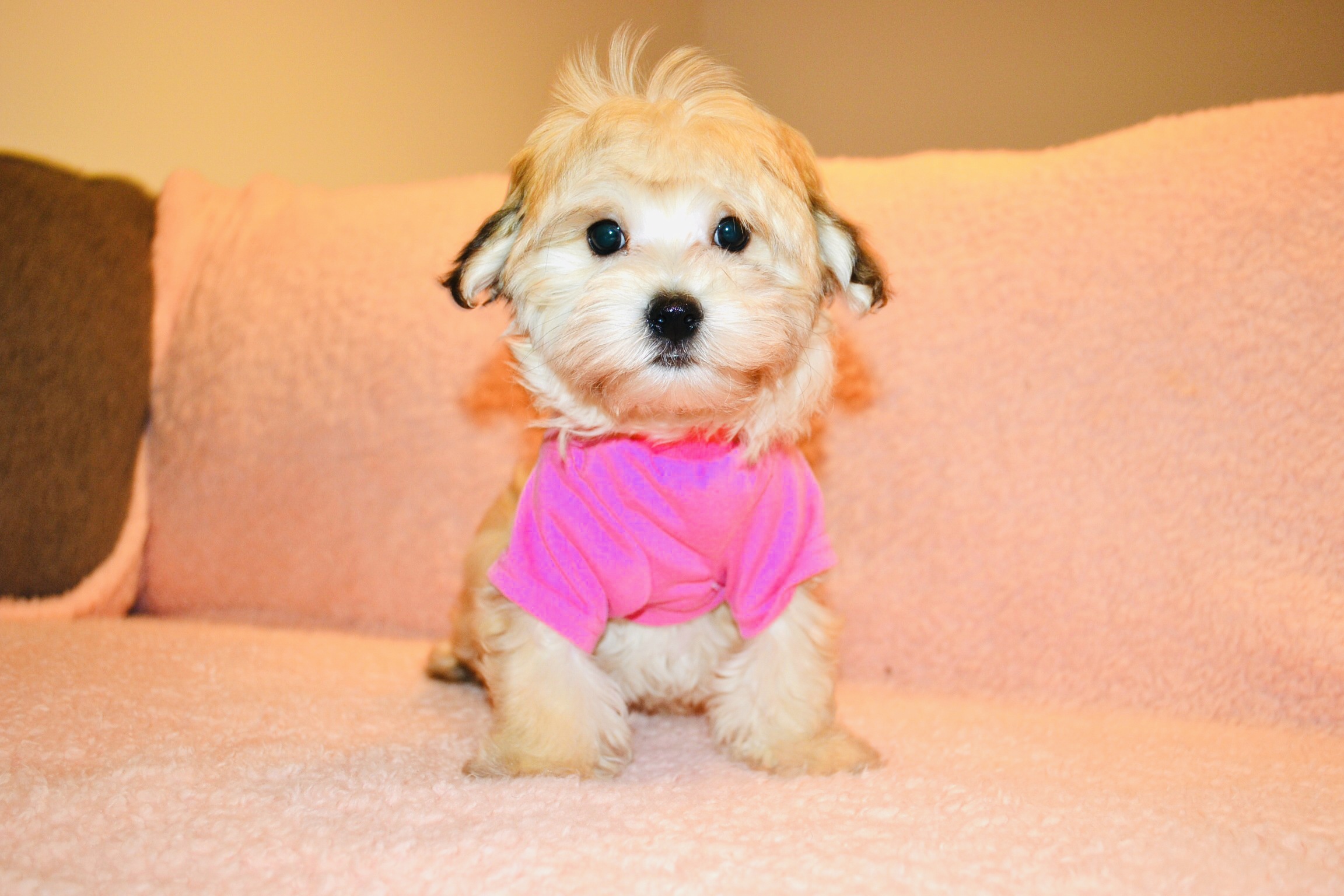teddybear morkie