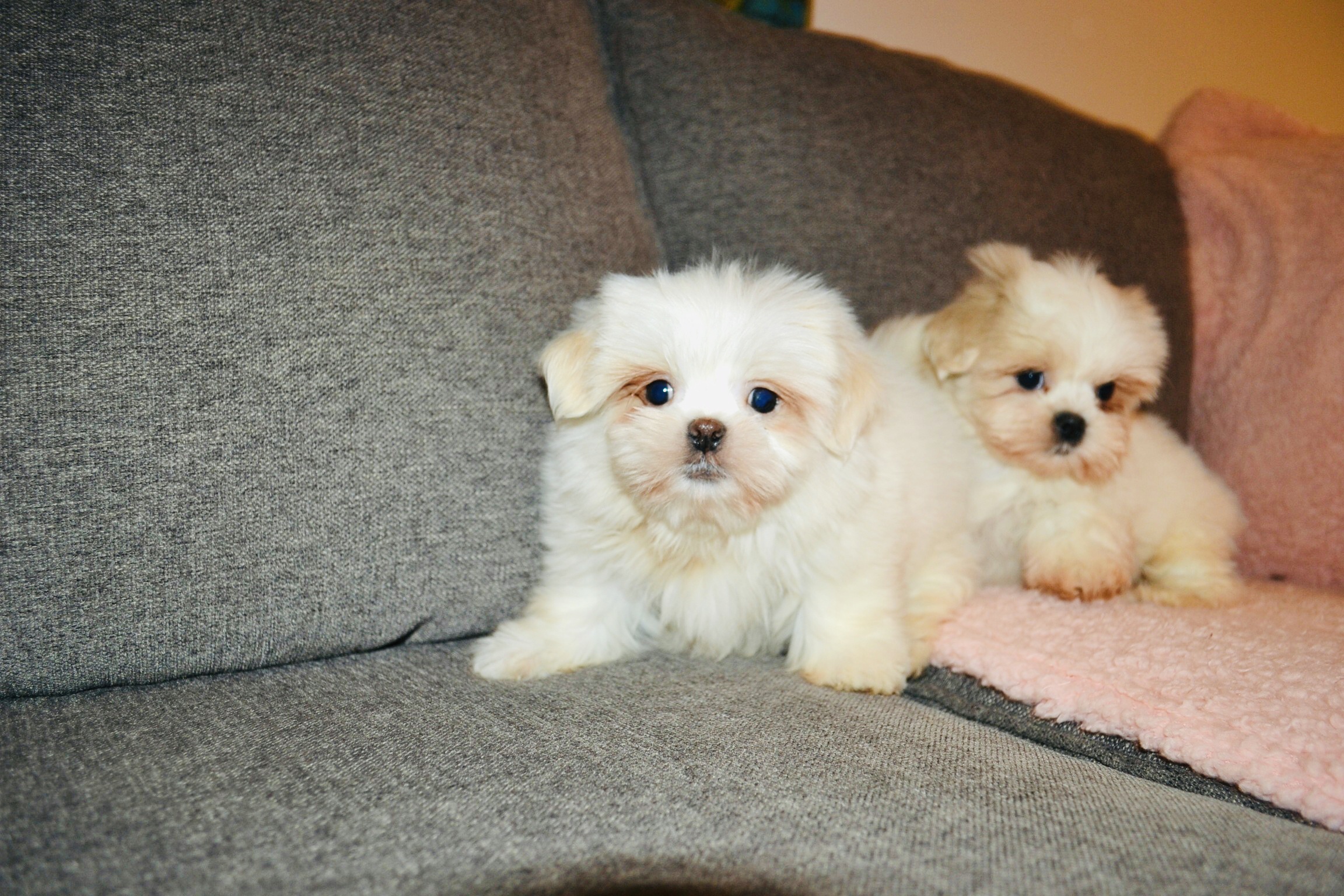 Puppies for Sale - Morkies, Maltese, Yorktese, Malshi, Teacup Pups