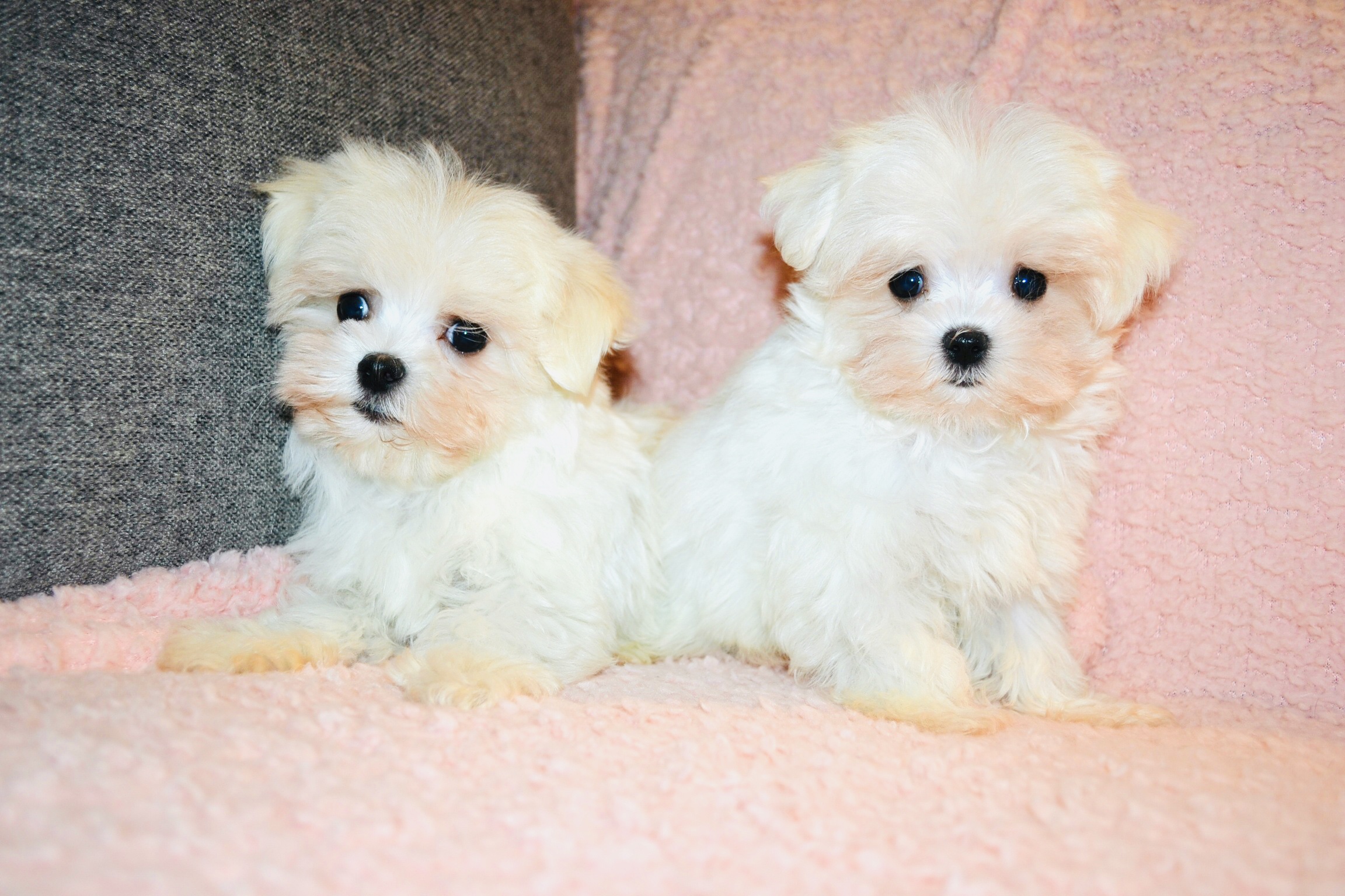 teddy bear maltese for sale