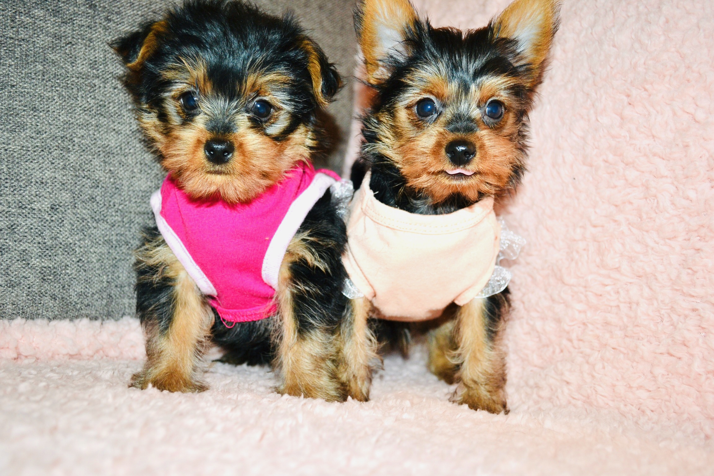 Puppies For Sale - Morkies, Maltese, Yorktese, Malshi, Teacup Pups