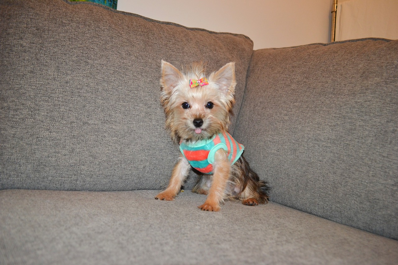 FEMALE T-CUP YORKIE
