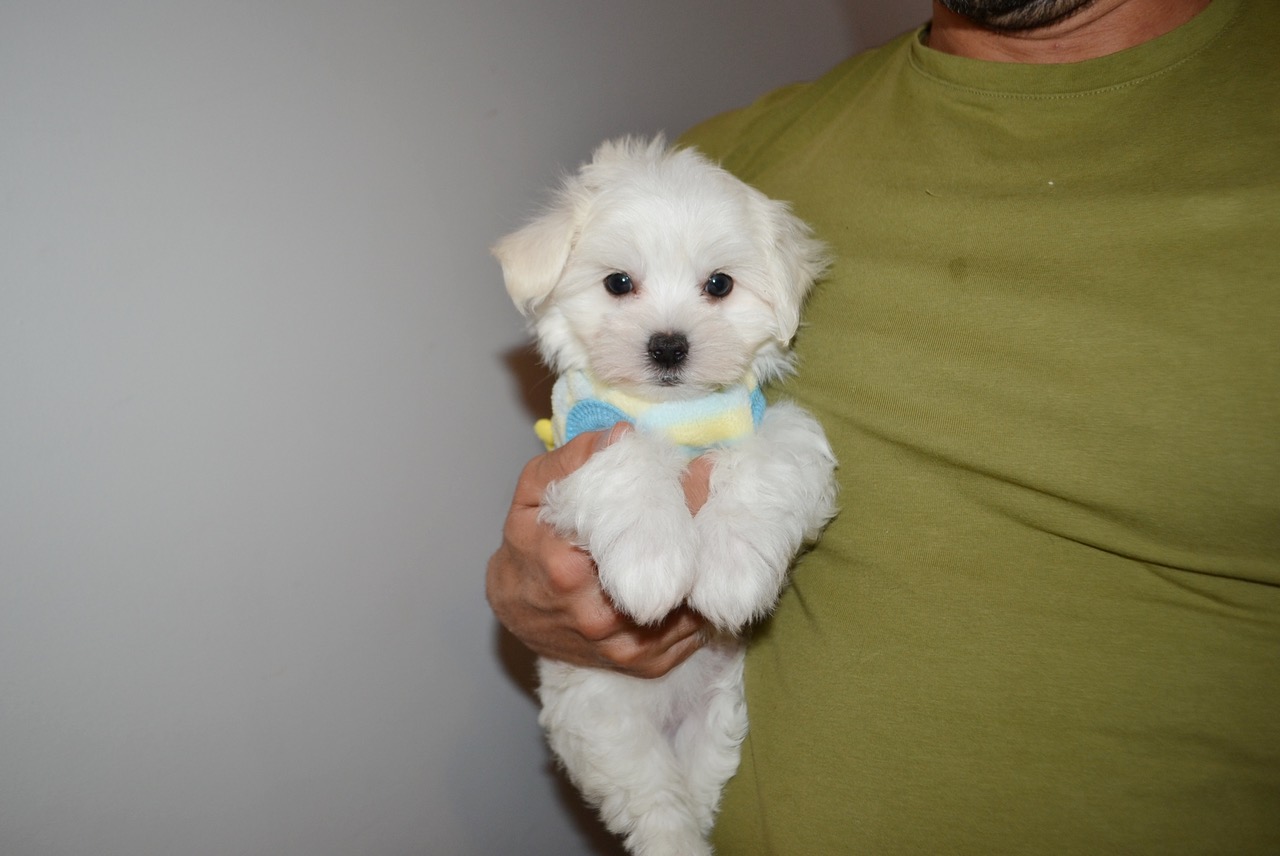 TINY TOY TEDDY MALTESE