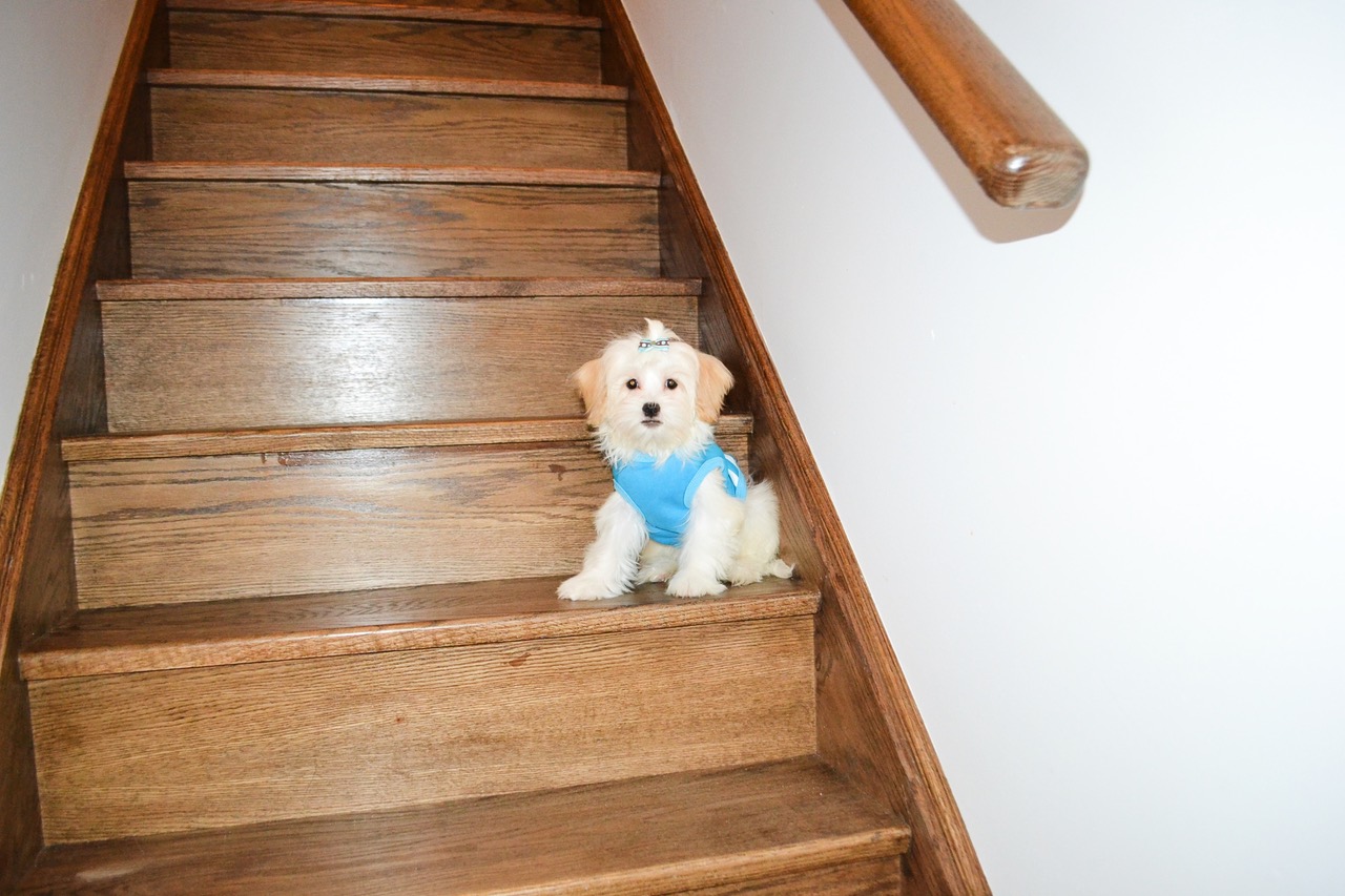 M IVORY/TAN MALTIPOO