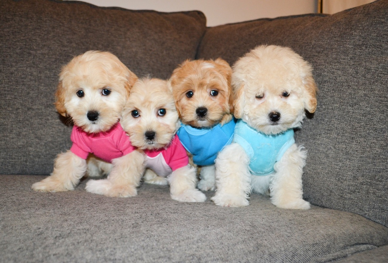 TOY APRICOT MALTIPOO’S