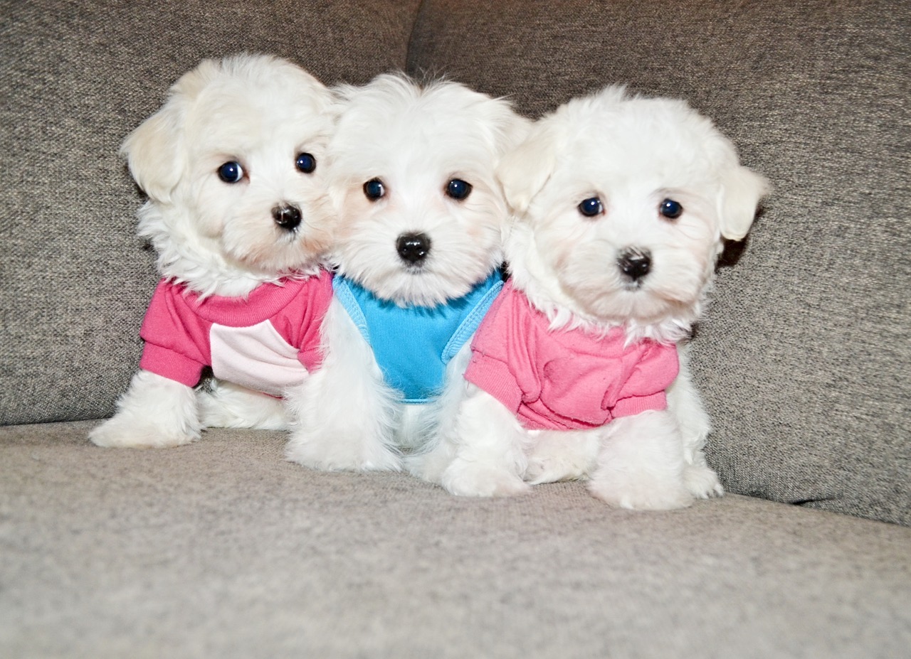 TEDDY BEAR MALTESE