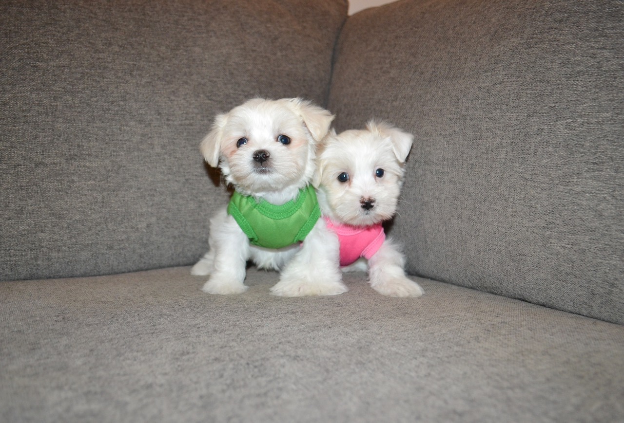 IVORY/WHT TEDDY MORKIES