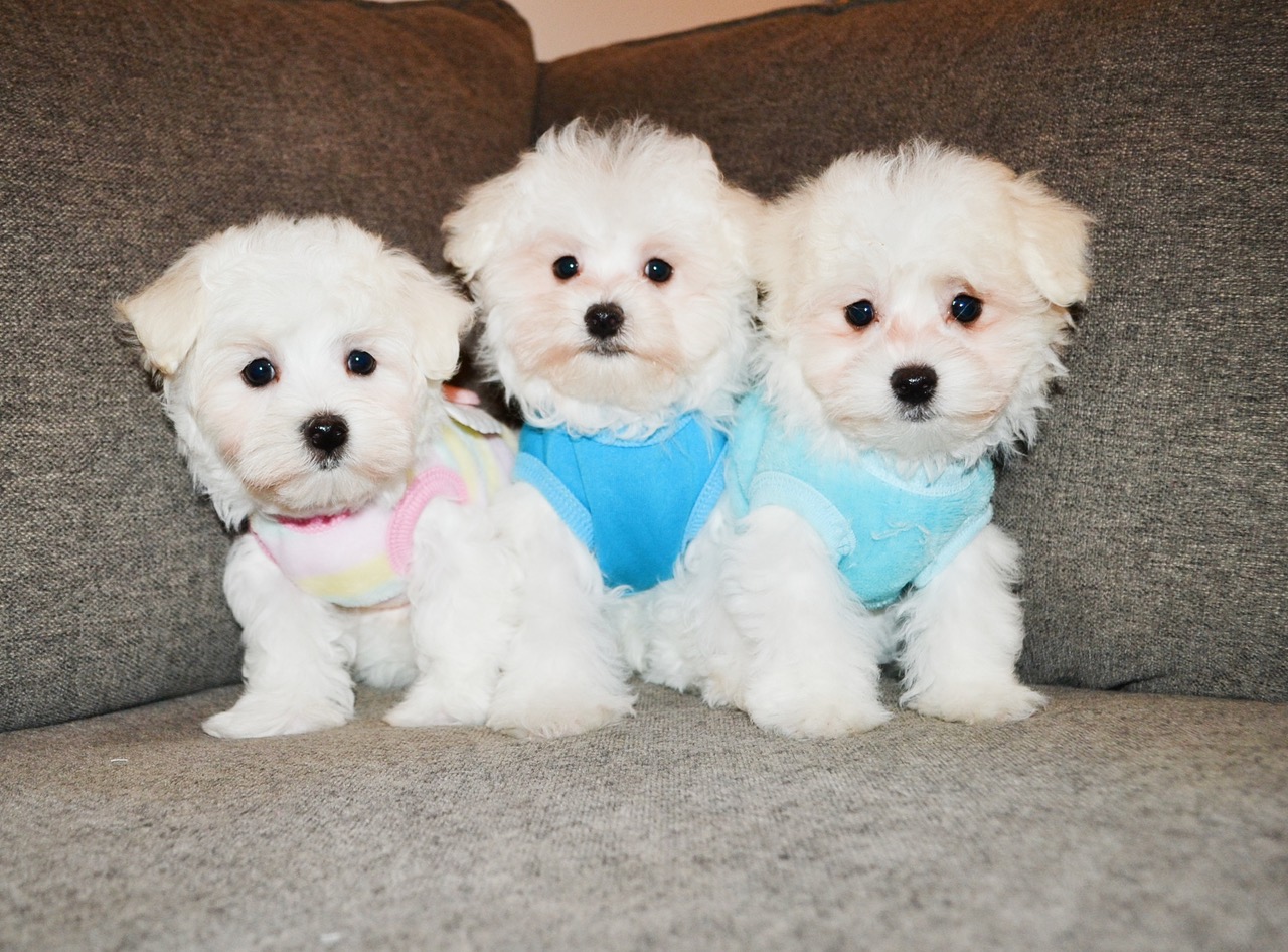 WHT/IVORY TEDDY MALTIPOO’S