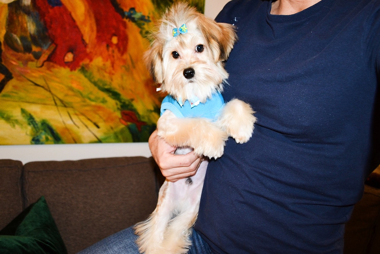 TINY TEDDY CARAMEL MORKIE