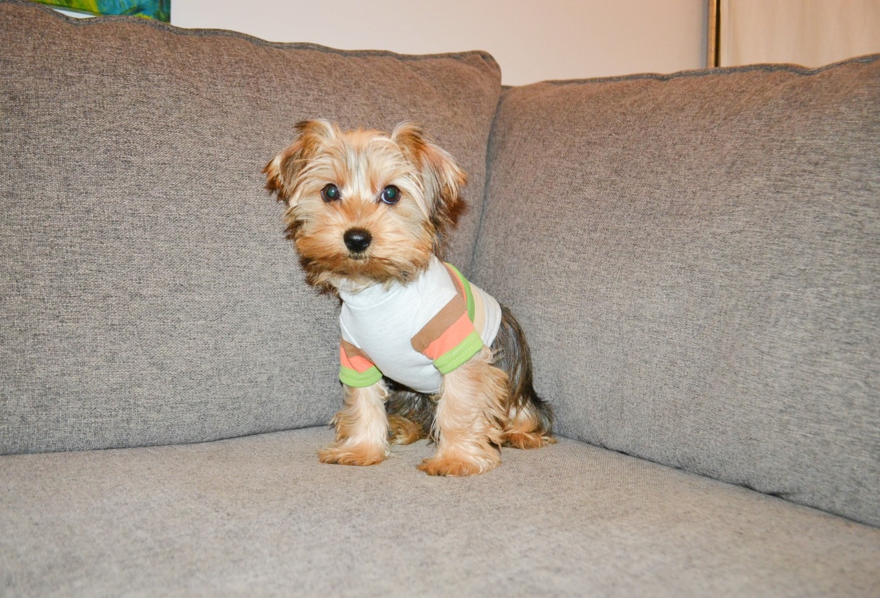 RARE BLONDE TEDDY YORKIE