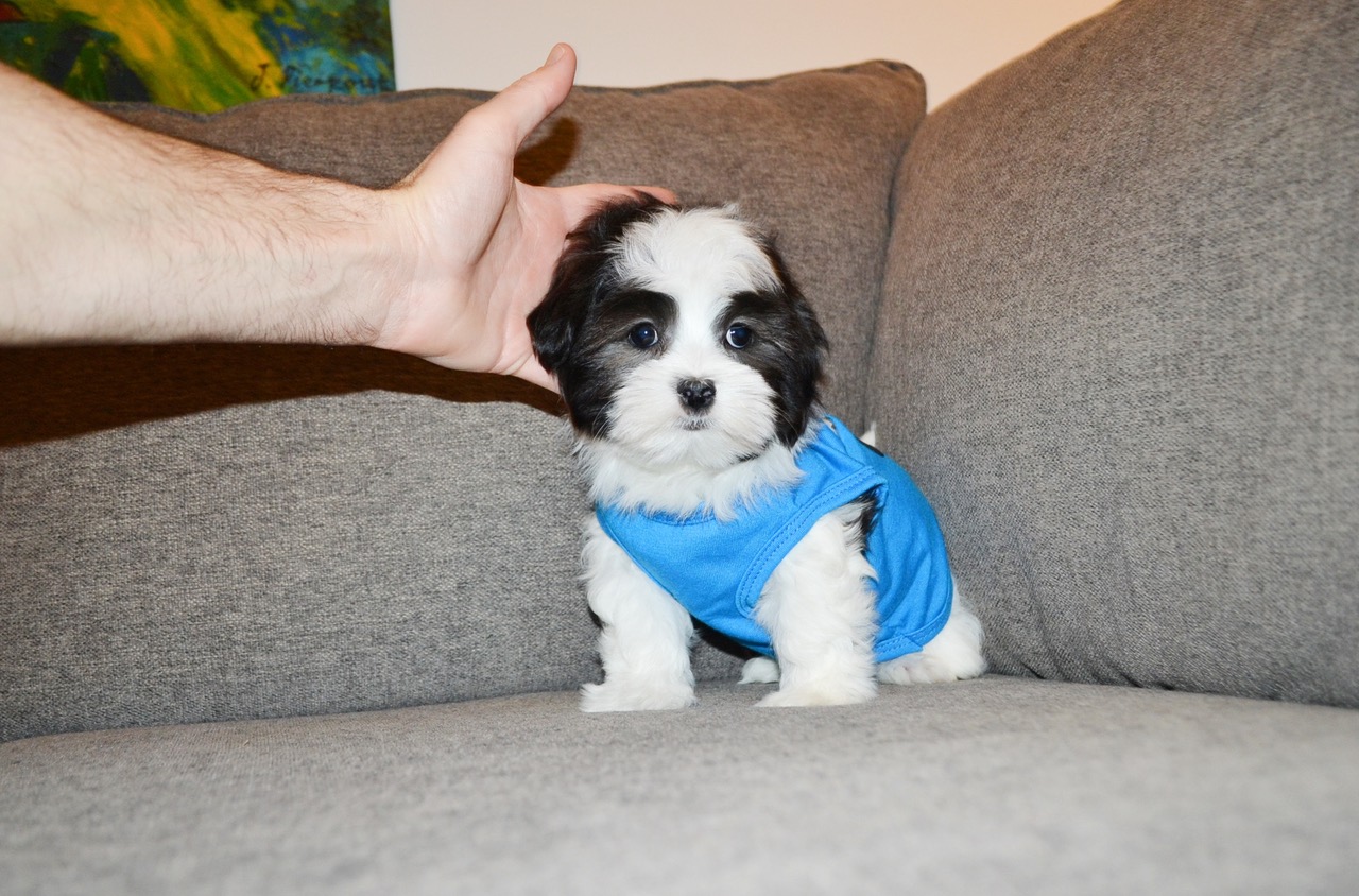 RARE WHITE/BLACK MORKIES