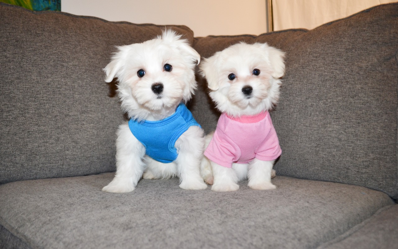 TEDDY BEAR MALTESE