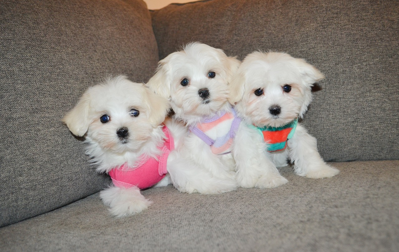 WHITE/IVORY TEDDY MORKIES