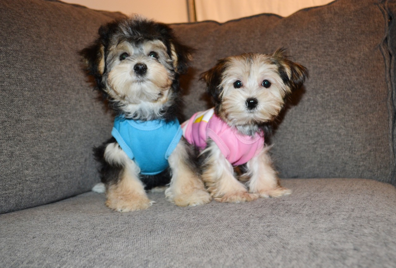 B/T TEDDY BEAR MORKIES