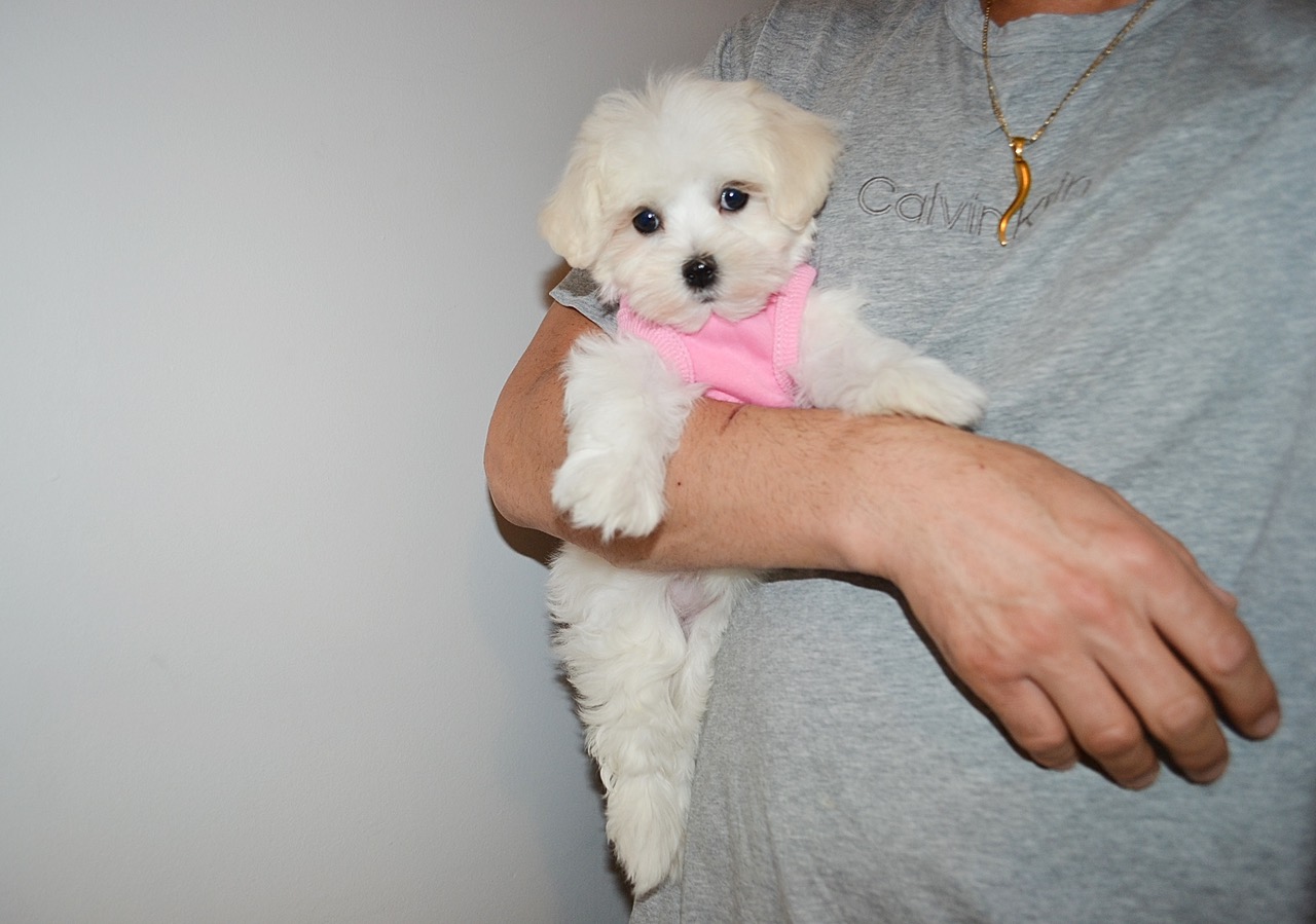 F TEDDY BEAR MALTESE