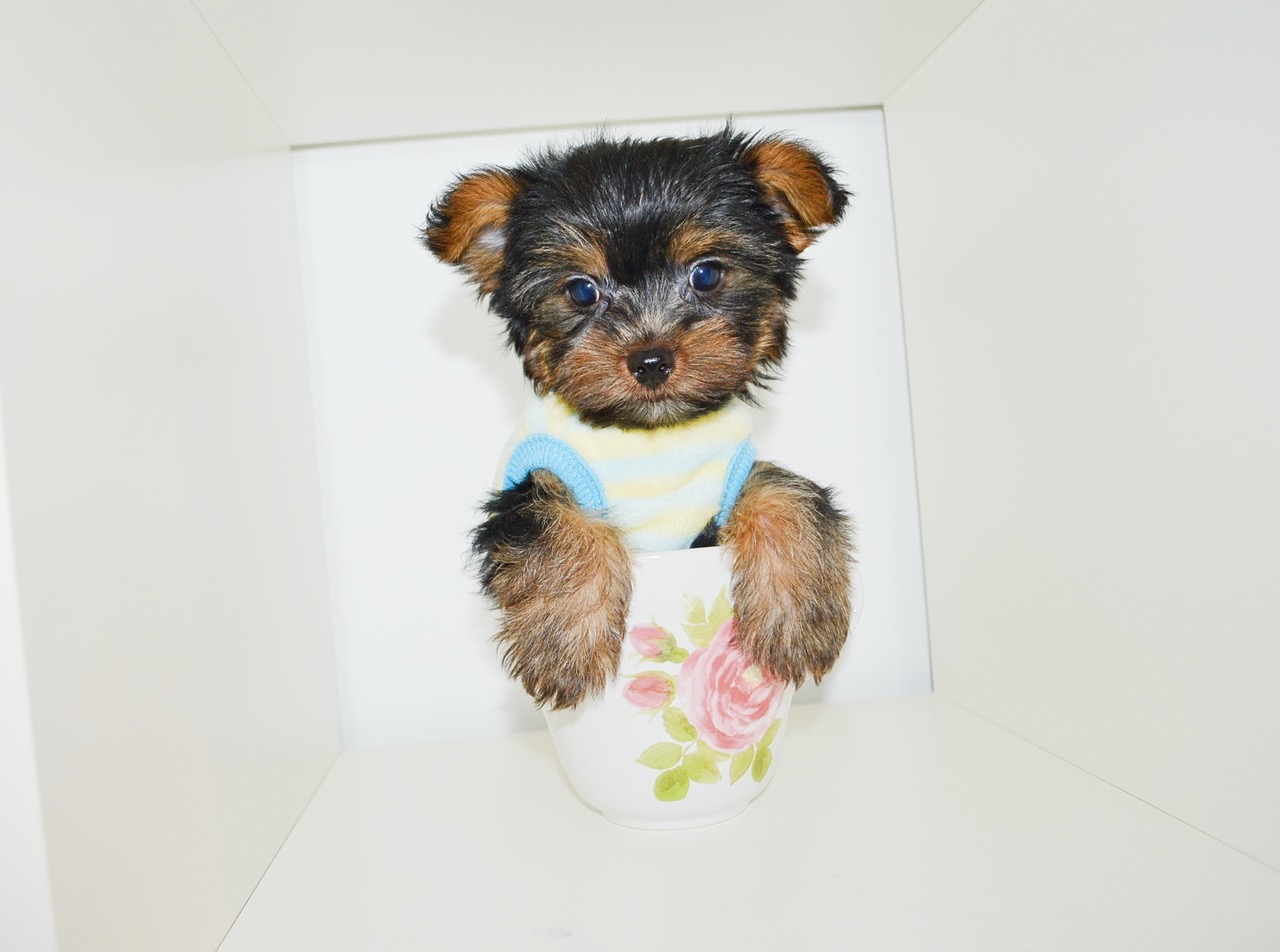 TINY TEDDY BEAR YORKIE