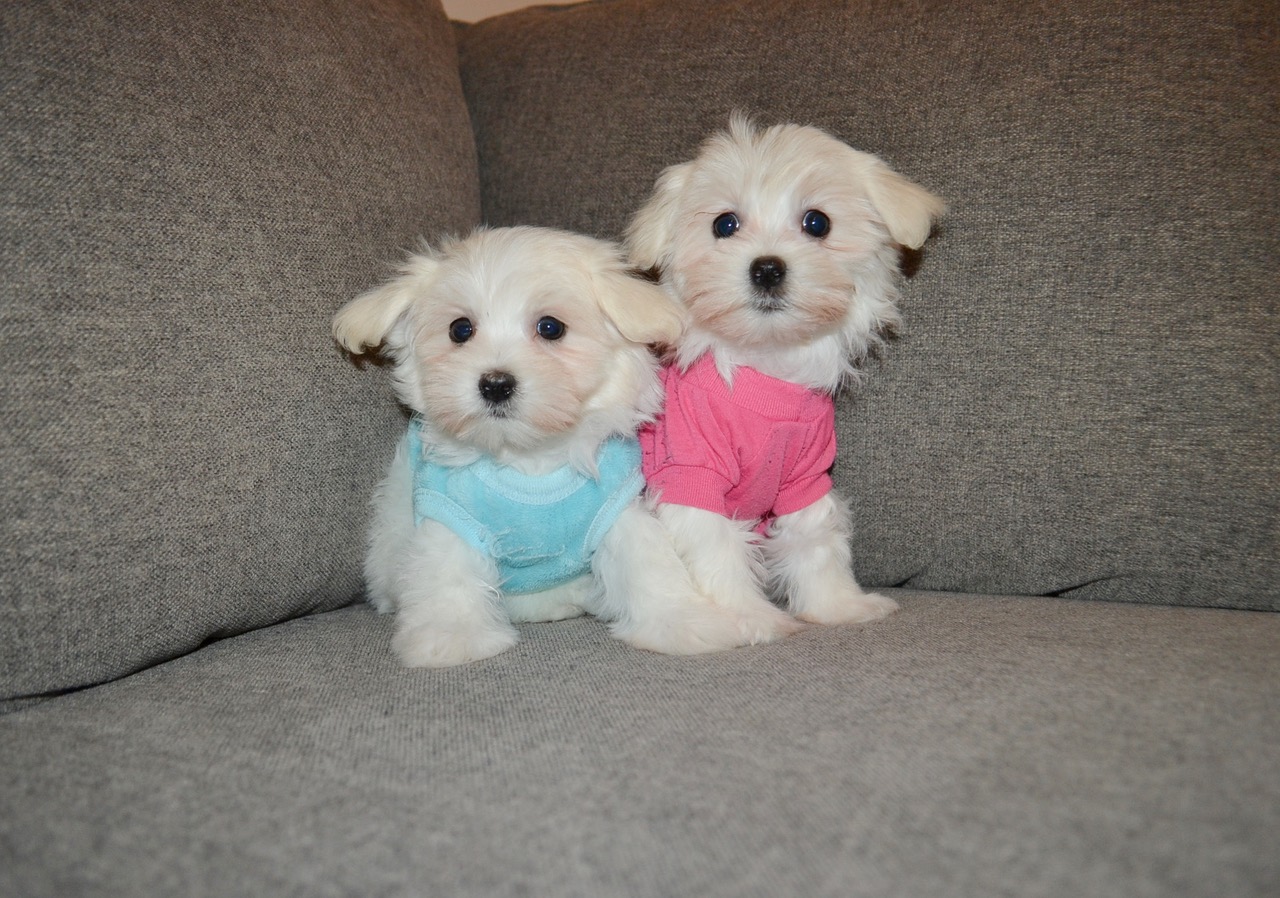 WHITE/IVORY TEDDY MORKIES