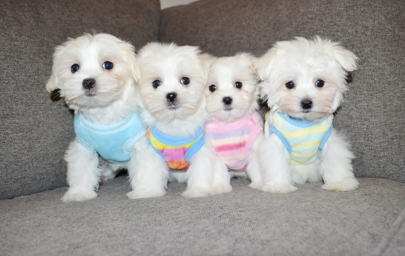 WHITE/IVORY TEDDY MORKIES