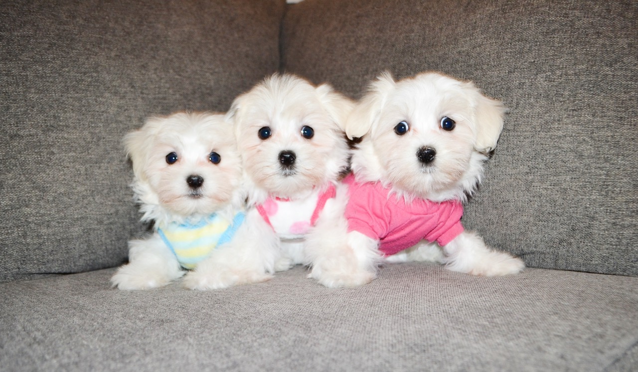 TEDDY BEAR MALTESE