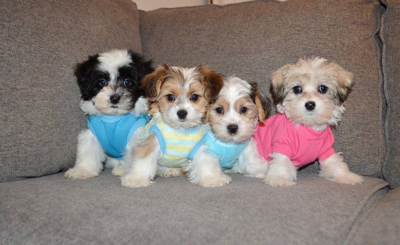 MULTICOLOURED TEDDY MORKIES
