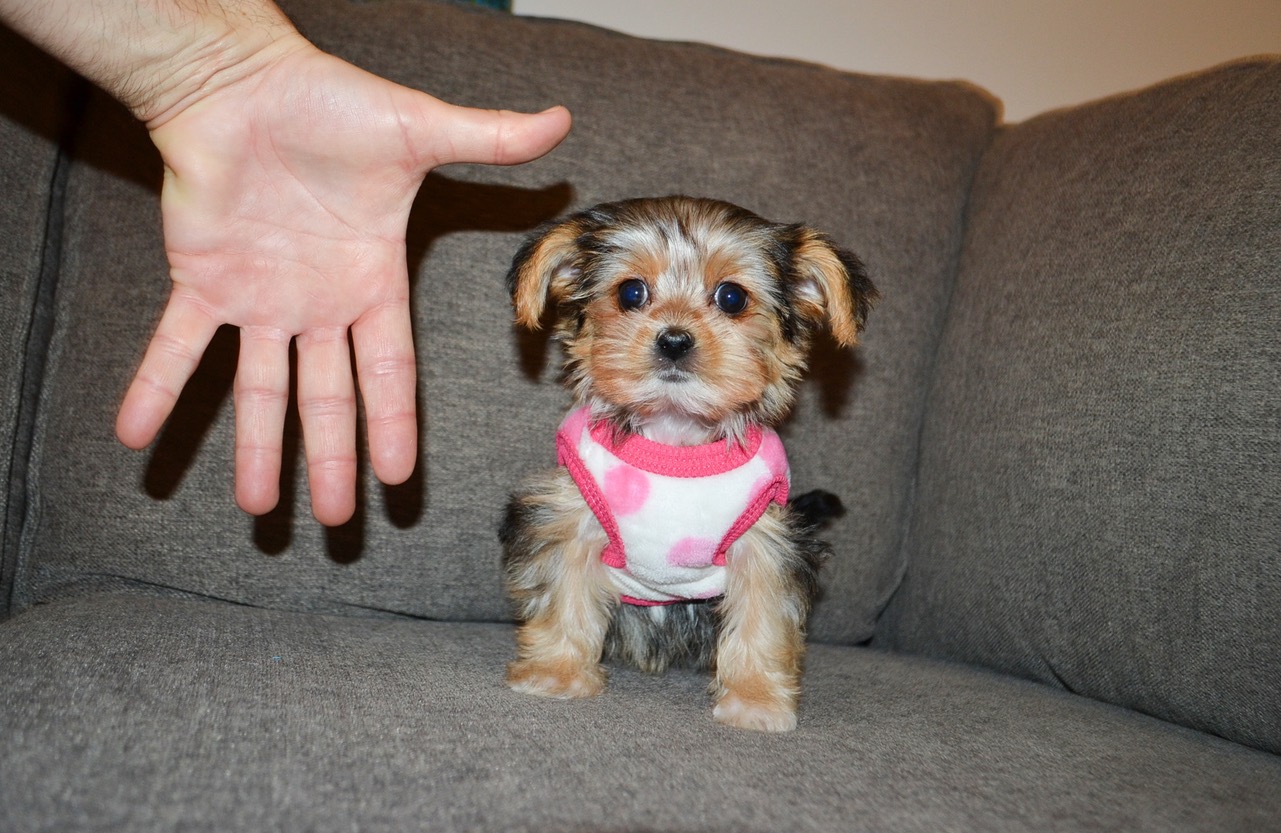 TINY F BABYFACE MORKIE
