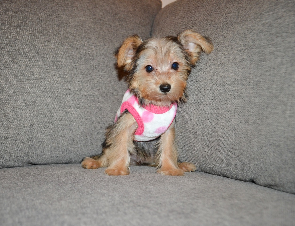 F TEDDY BEAR YORKIE