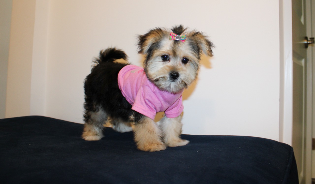 F B/T TOY TEDDY MORKIE