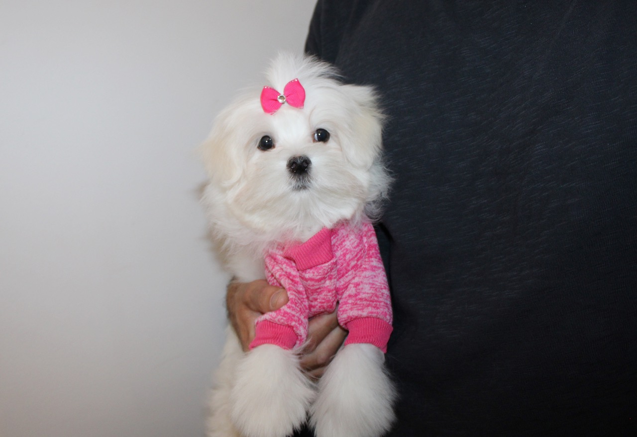 F TEDDY BEAR MORKIE