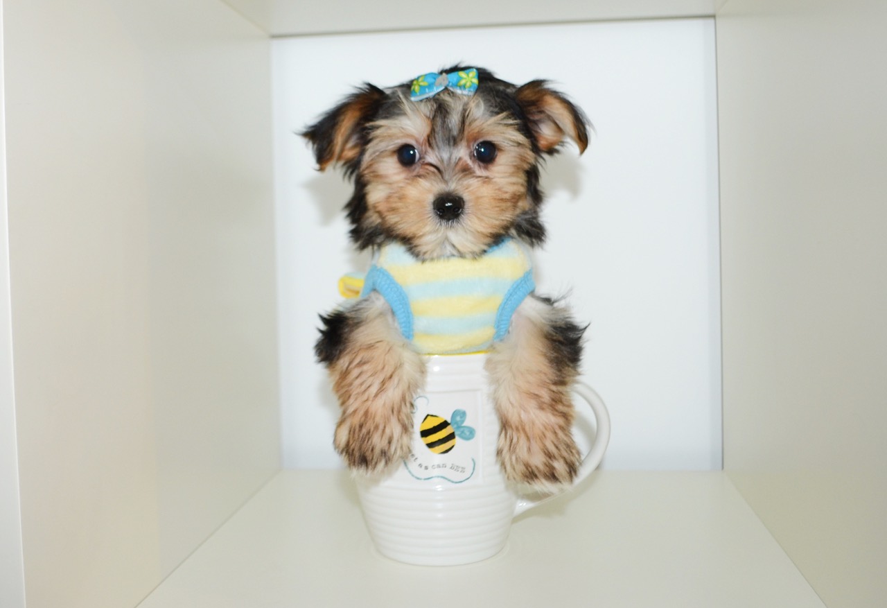 TINY TOY TEDDY YORKIE A