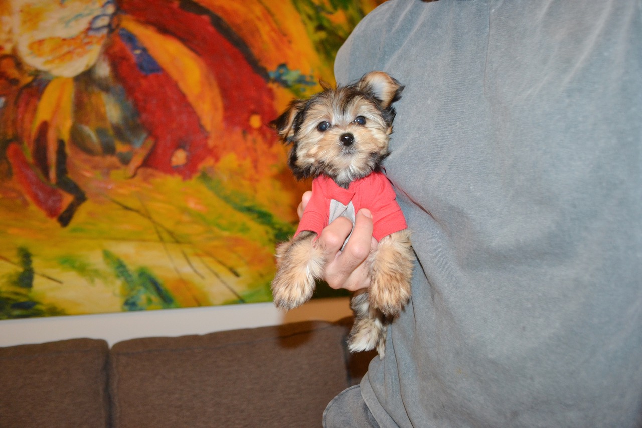 TINY TOY TEDDY YORKIE B