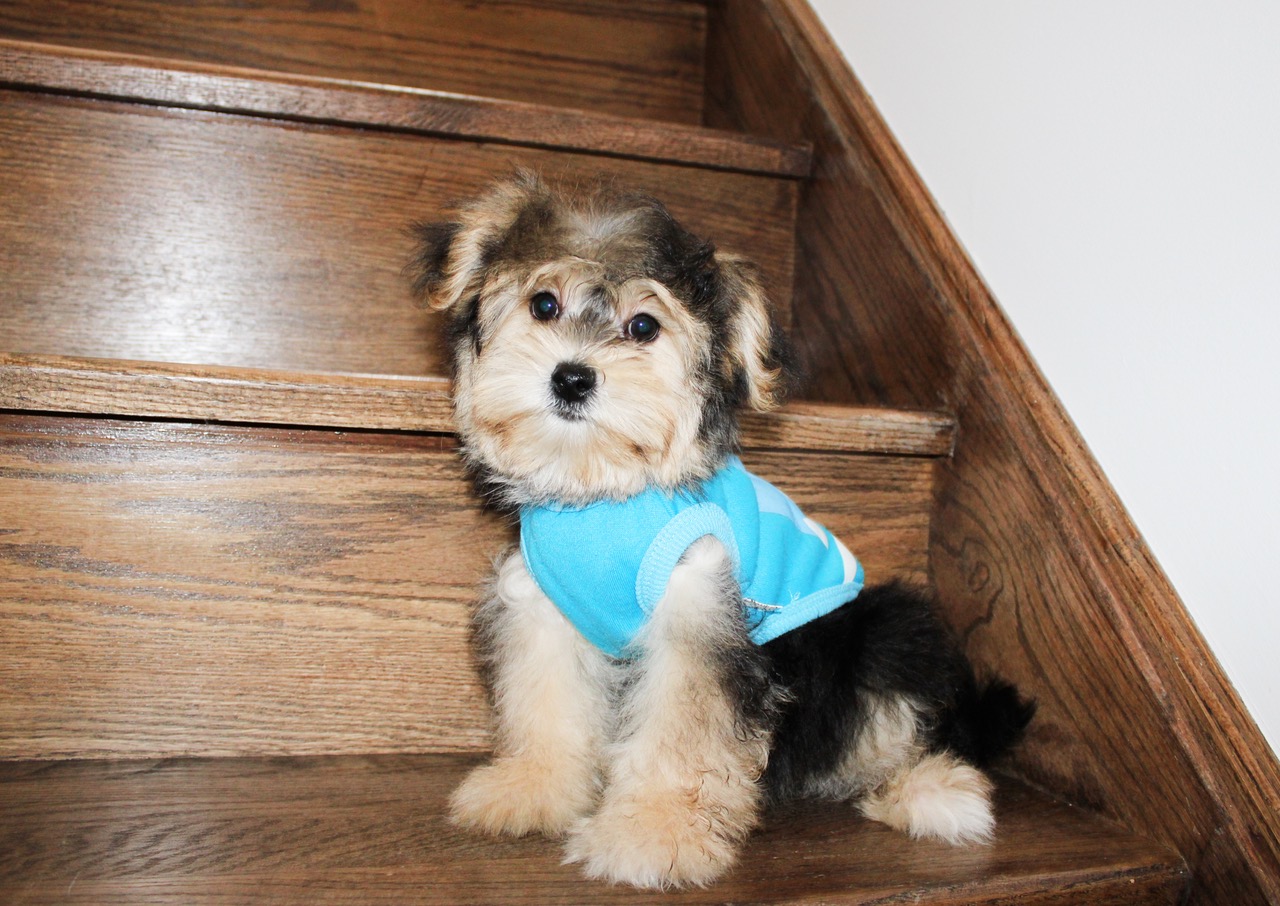 M B/T TOY TEDDY MORKIE