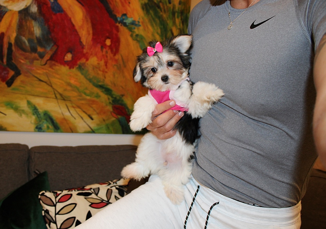 RARE BIEWER TEDDY MORKIE