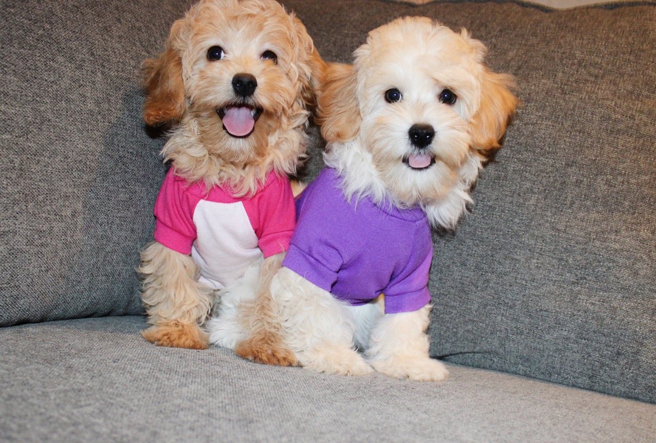 F APRICOT TEDDY MALTIPOO’S