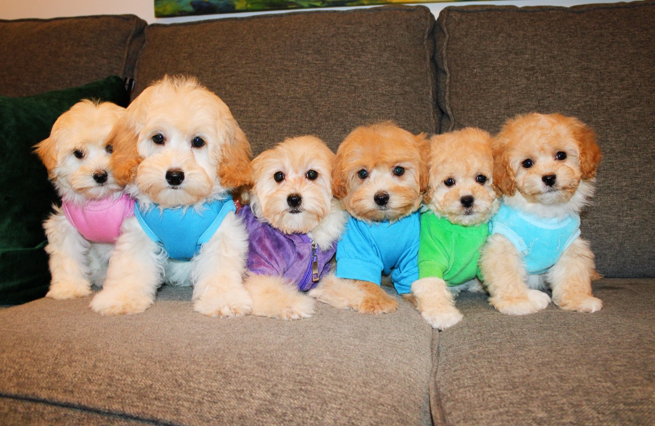 BLND/APRCT TEDDY MALTIPOOS