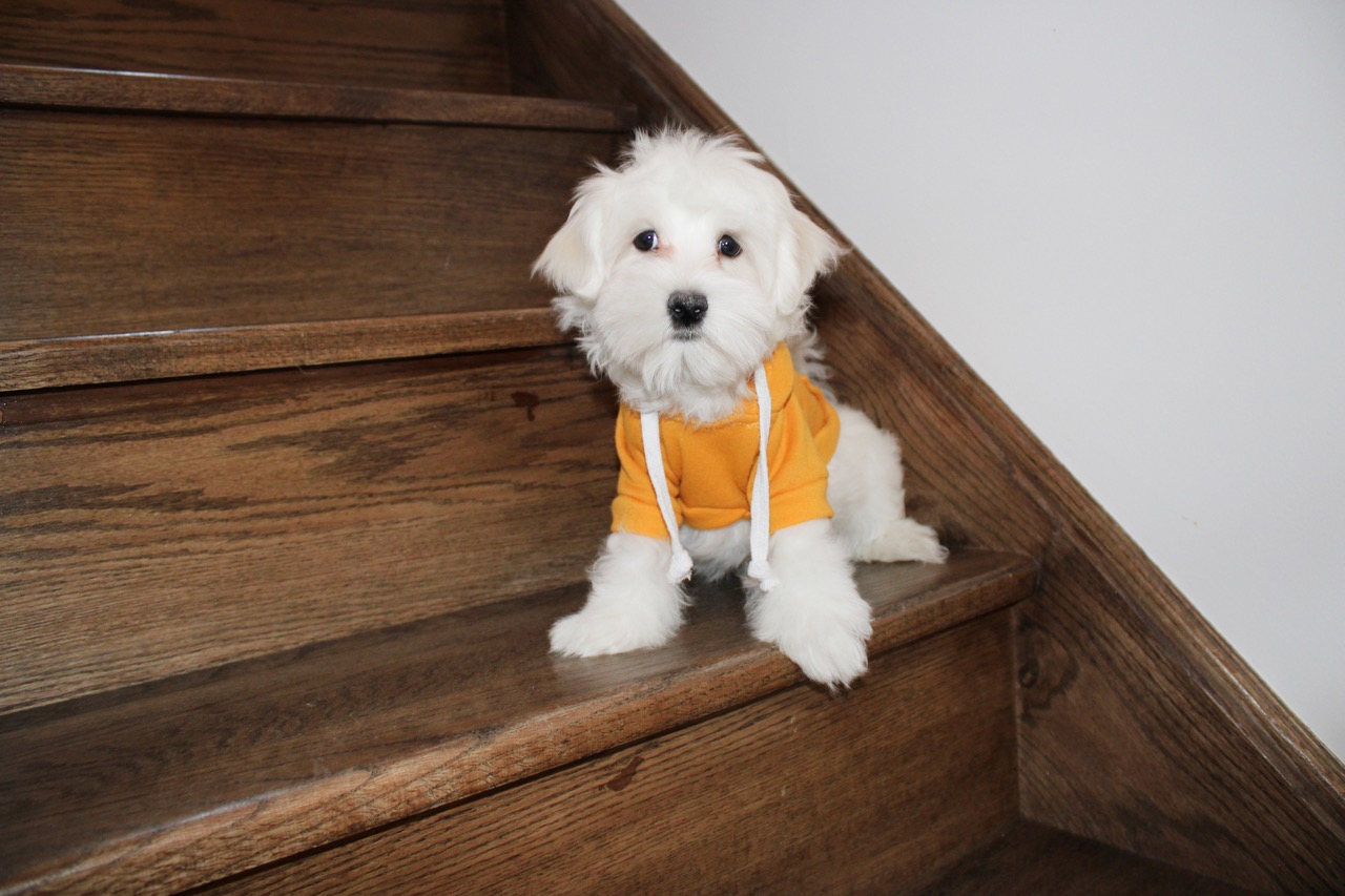 WHITE/IVORY TEDDY MALTIPOO