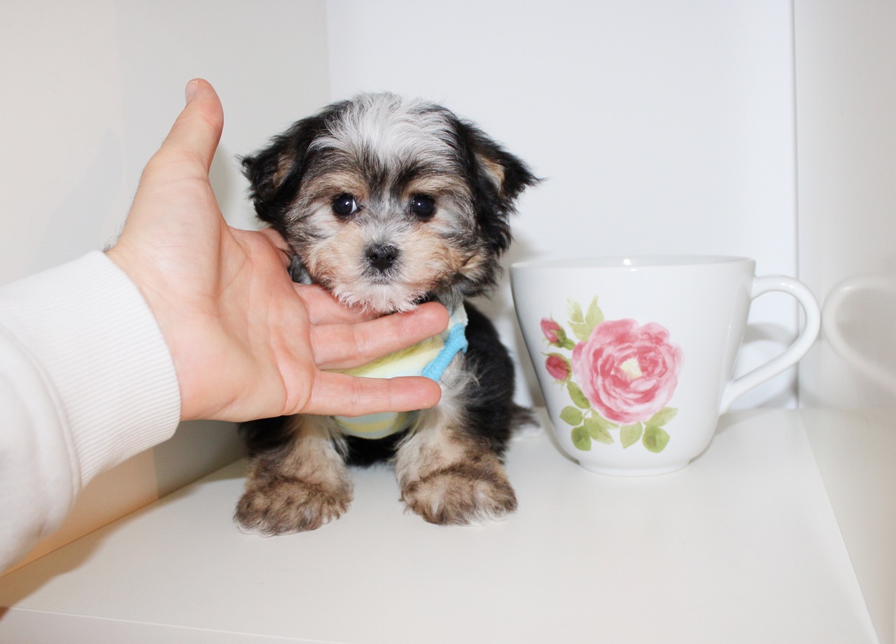TEENY TINY TEDDY MORKIE