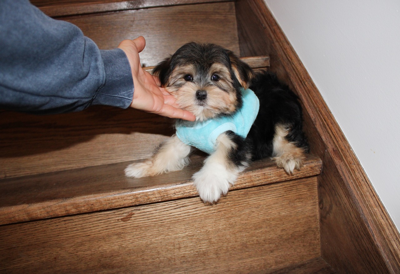 M B/T TEDDY MORKIE