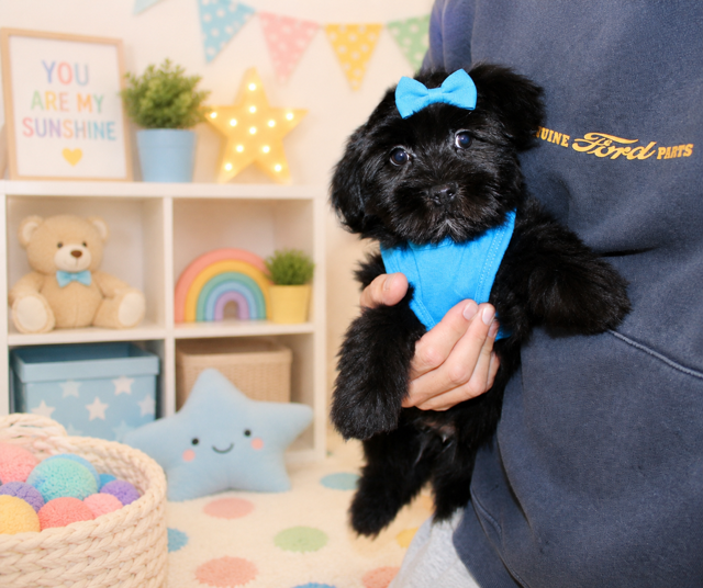 BLACK/CHOCOLATE TEDDY MORKIE