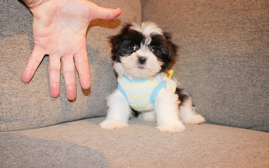BLK/WHT TEDDY MORKIES $1600